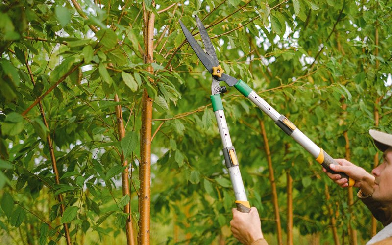 Tree trimming in Belmond, IA